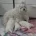 Maltese