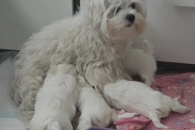 Maltese