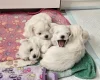 Maltese