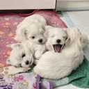 Maltese