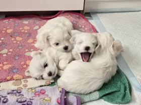 Maltese