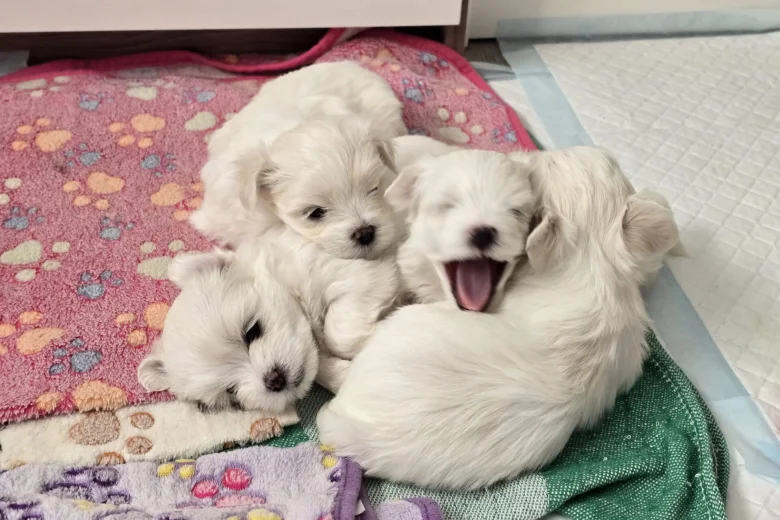 Maltese
