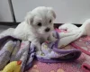 Maltese