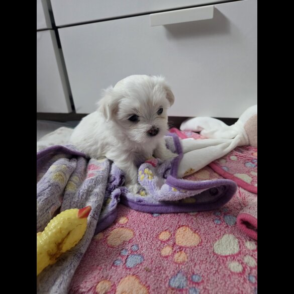 Maltese