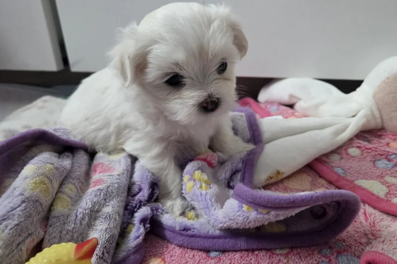 Maltese