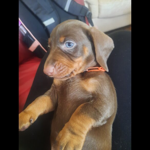 Dachshund (Smooth Haired)