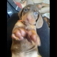 Dachshund (Smooth Haired)