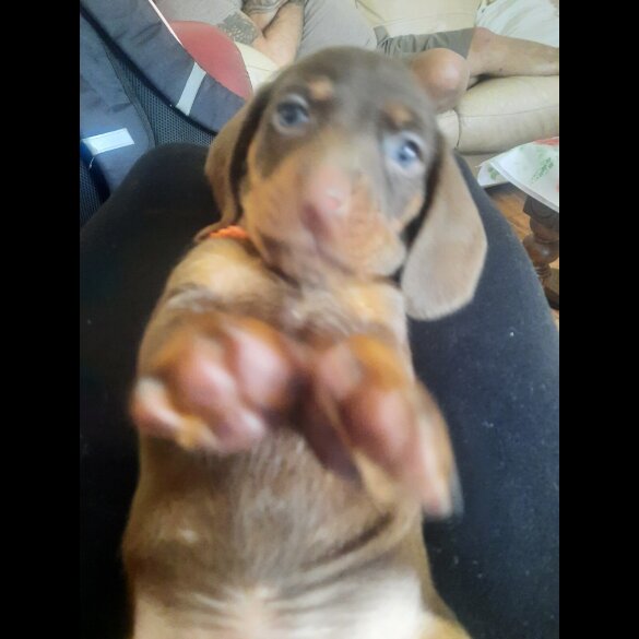 Dachshund (Smooth Haired)