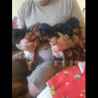 Dachshund (Smooth Haired)