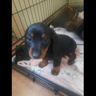 Dachshund (Smooth Haired)