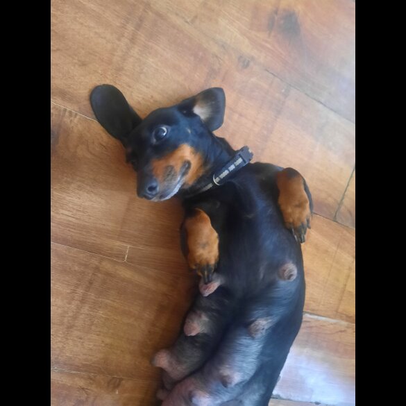 Dachshund (Smooth Haired)