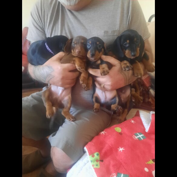 Dachshund (Smooth Haired)