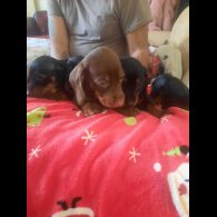 Dachshund (Smooth Haired)