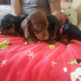 Dachshund (Smooth Haired)