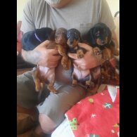 Dachshund (Smooth Haired)