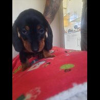 Dachshund (Smooth Haired)