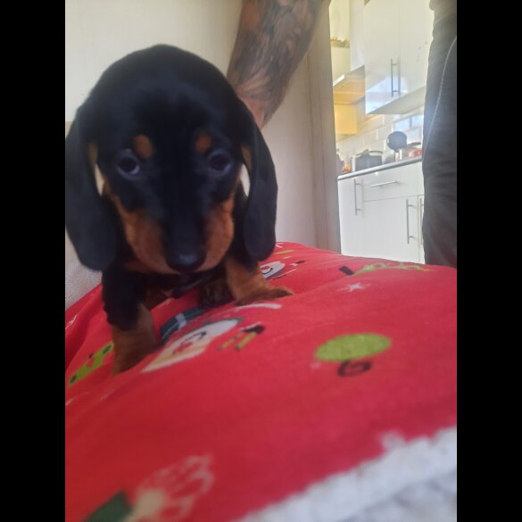 Dachshund (Smooth Haired)