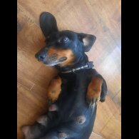 Dachshund (Smooth Haired)
