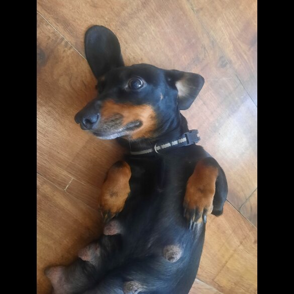 Dachshund (Smooth Haired)