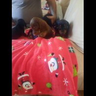 Dachshund (Smooth Haired)