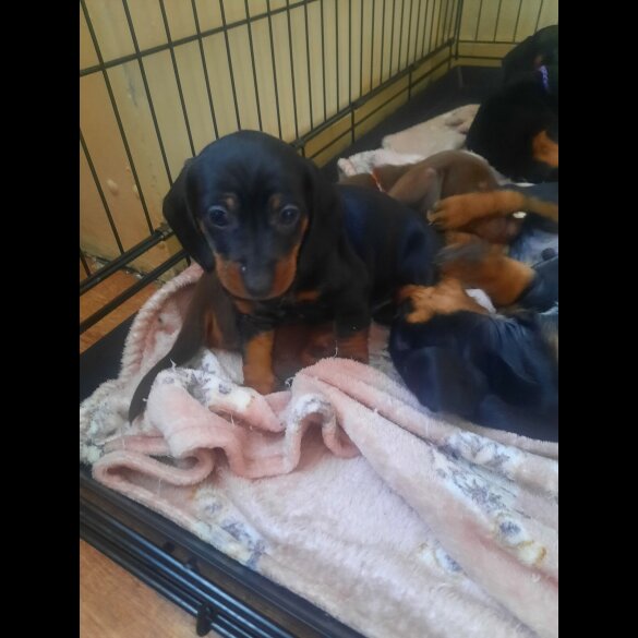 Dachshund (Smooth Haired)