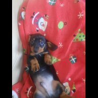 Dachshund (Smooth Haired)