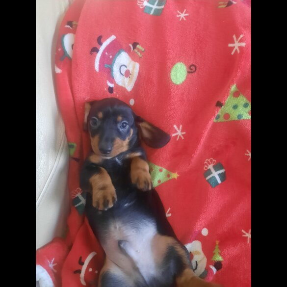 Dachshund (Smooth Haired)