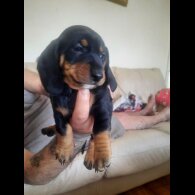 Dachshund (Smooth Haired)