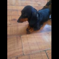 Dachshund (Smooth Haired)