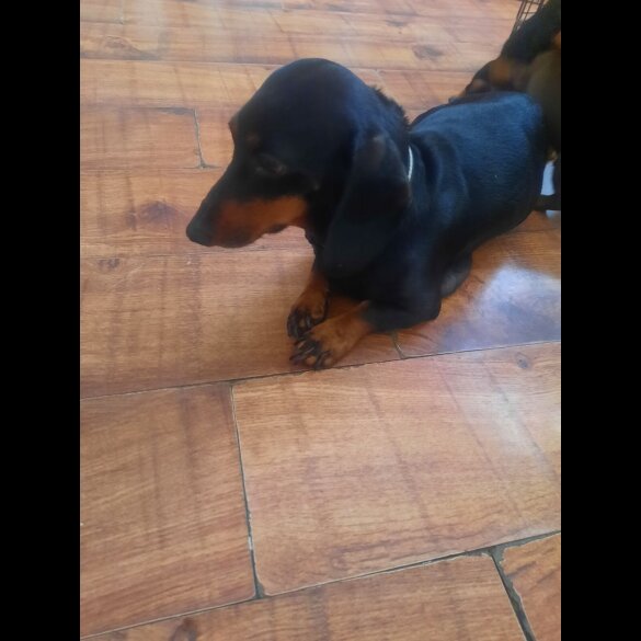 Dachshund (Smooth Haired)