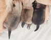 Pomchi