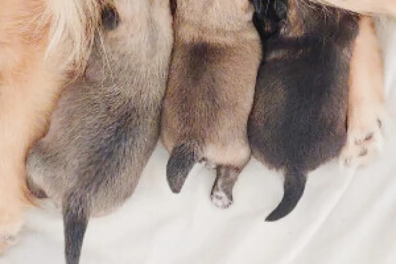 Pomchi