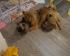 Pomchi