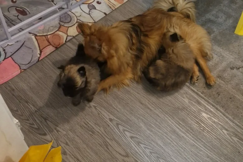 Pomchi
