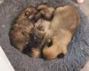 Pomchi