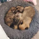 Pomchi