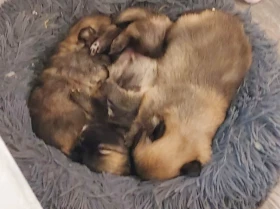 Pomchi