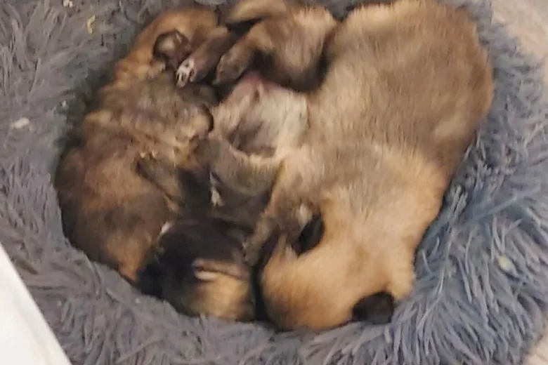 Pomchi