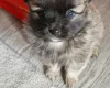 Pomchi