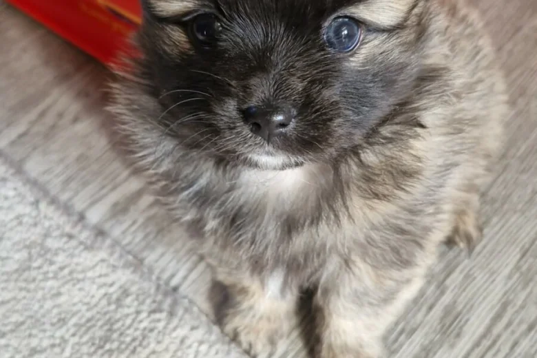Pomchi