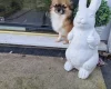 Pomchi