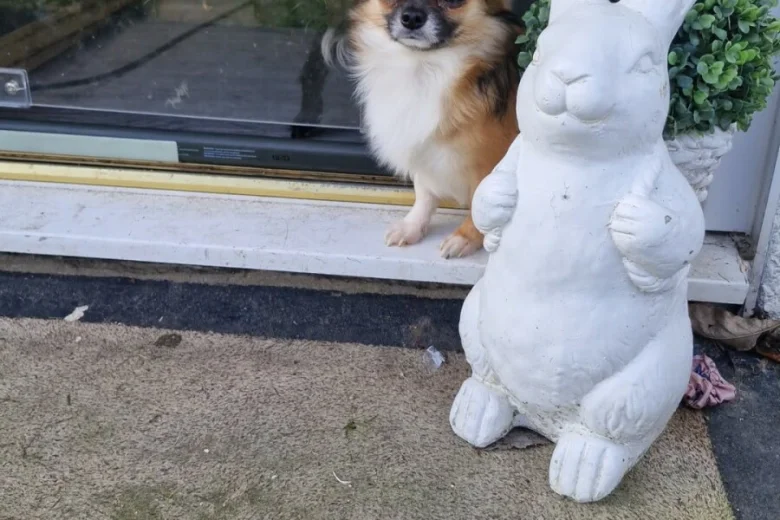Pomchi