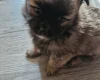 Pomchi