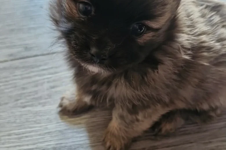 Pomchi