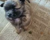 Pomchi
