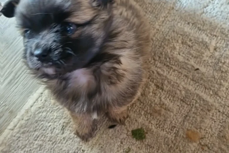 Pomchi