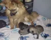 Pomchi