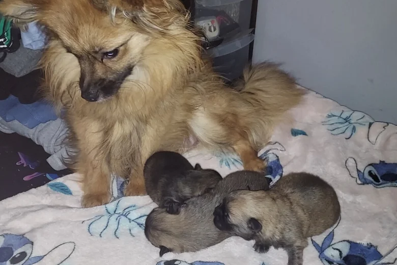 Pomchi
