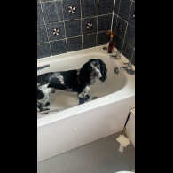 Cocker Spaniel (Working)