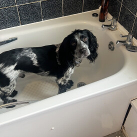 Cocker Spaniel (Working)